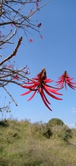 Erythrina flabelliformis