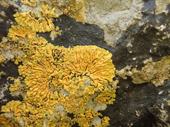 Variospora thallincola