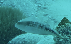 Oxycheilinus bimaculatus