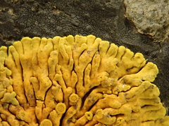 Variospora thallincola