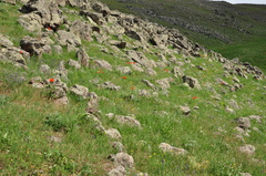 Papaver × pseudo-orientale