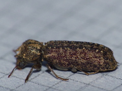 Lichenophanes bicornis