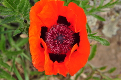 Papaver × pseudo-orientale