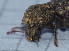 Lichenophanes bicornis