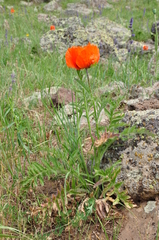 Papaver × pseudo-orientale
