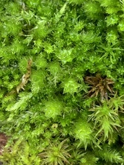 Plagiomnium venustum