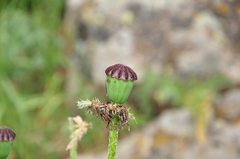 Papaver × pseudo-orientale