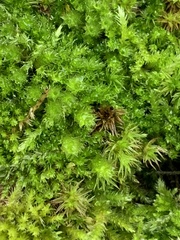 Plagiomnium venustum