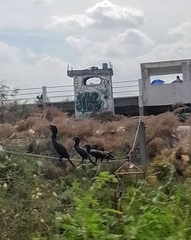 Nannopterum brasilianum mexicanum