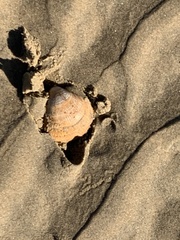 Glycymeris glycymeris