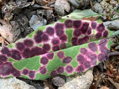 Cystiphora sanguinea