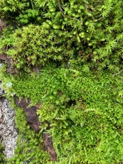 Plagiomnium venustum