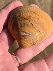 Glycymeris glycymeris