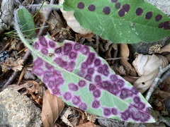 Cystiphora sanguinea