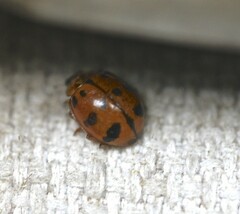 Harmonia octomaculata