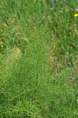 Prangos ferulacea