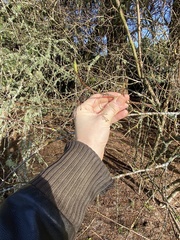 Oemleria cerasiformis