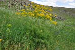 Prangos ferulacea