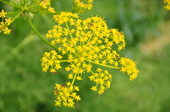 Prangos ferulacea