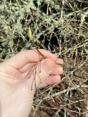 Oemleria cerasiformis