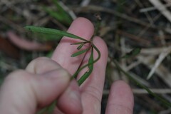 Coreopsis leavenworthii