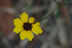 Coreopsis leavenworthii