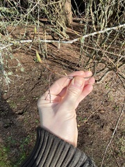 Oemleria cerasiformis