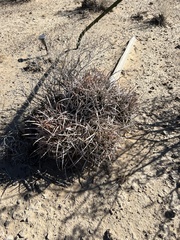 Homalocephala polycephala