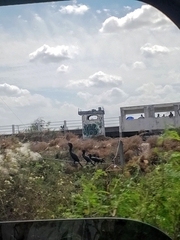 Nannopterum brasilianum mexicanum