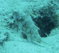 Oxycheilinus bimaculatus