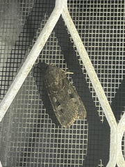 Agrotis infusa