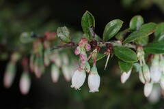 Vaccinium myrsinites