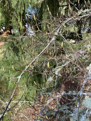 Oemleria cerasiformis