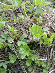 Pectiantia pentandra