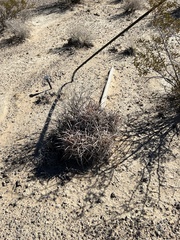 Homalocephala polycephala