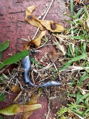 Ablepharus kitaibelii