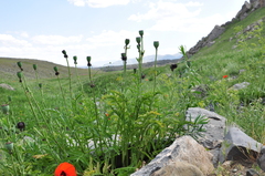 Papaver × pseudo-orientale