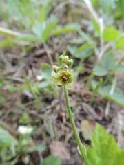 Pectiantia pentandra