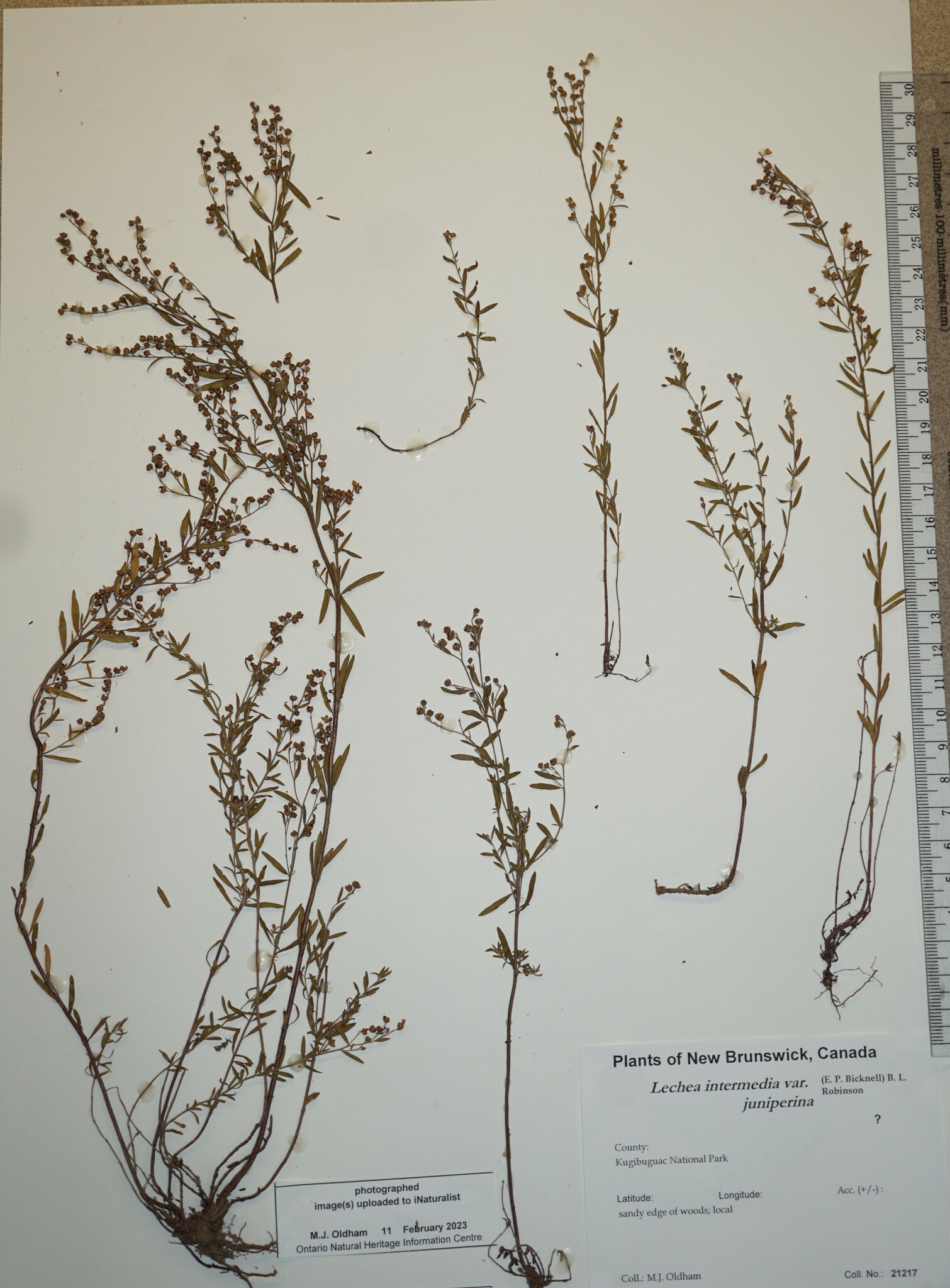 Lechea intermedia var. juniperina