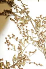 Lechea intermedia juniperina