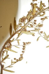 Lechea intermedia juniperina