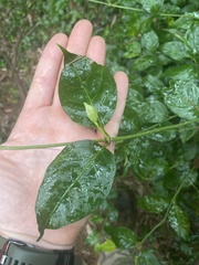 Gynochthodes jasminoides
