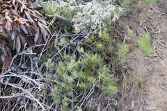 Notobubon ferulaceum