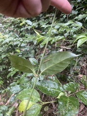 Gynochthodes jasminoides
