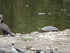 Trachemys ornata