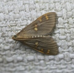 Rehimena leptophaes