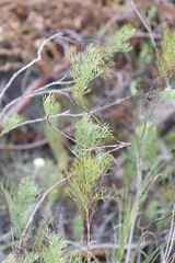 Notobubon ferulaceum