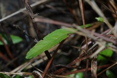 Viola vittata