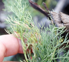 Notobubon ferulaceum