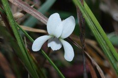 Viola vittata